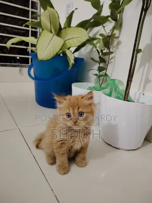 1-3 Months Male Purebred Persian Cat