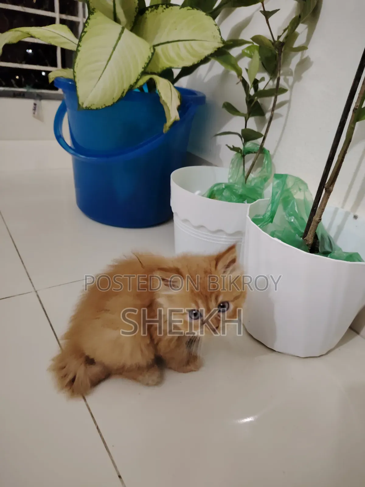 1-3 Months Male Purebred Persian Cat