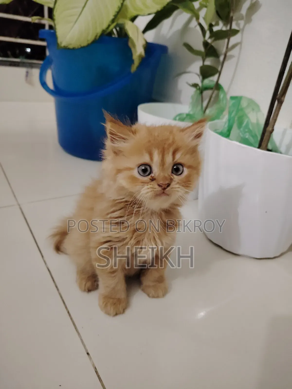 1-3 Months Male Purebred Persian Cat