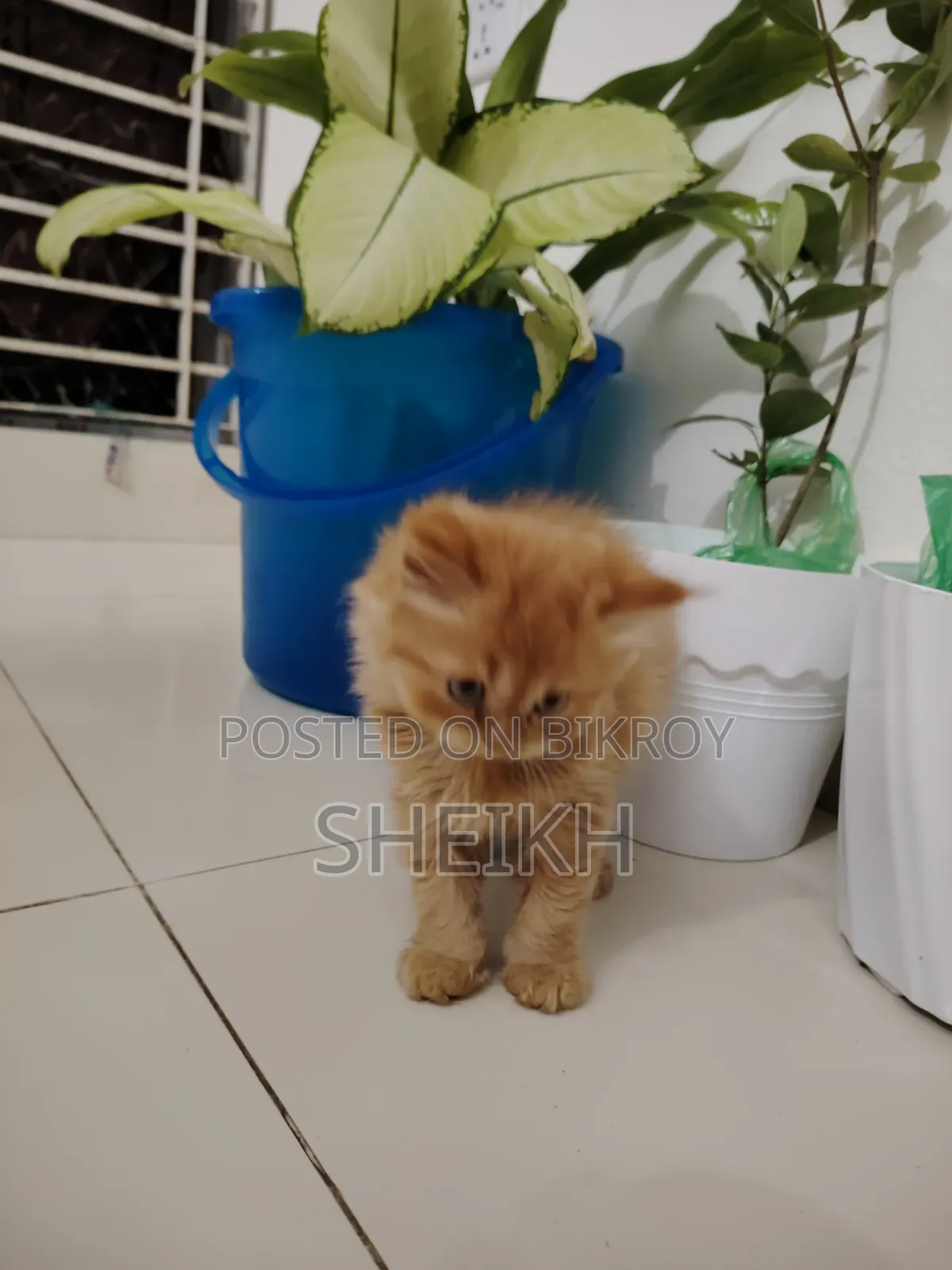 1-3 Months Male Purebred Persian Cat