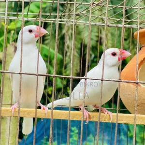 Java finch egg baby running master pair fresh
