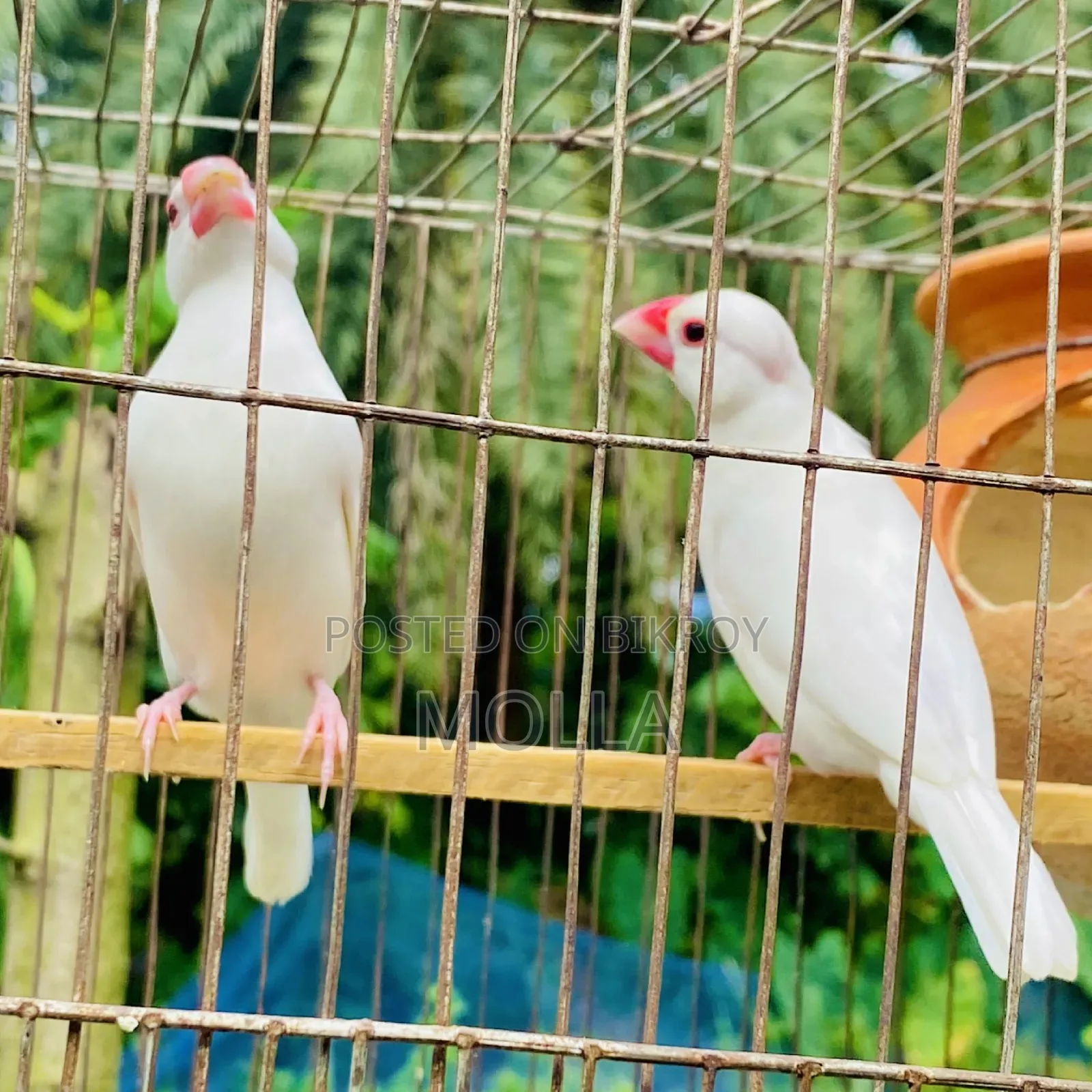Java finch egg baby running master pair fresh
