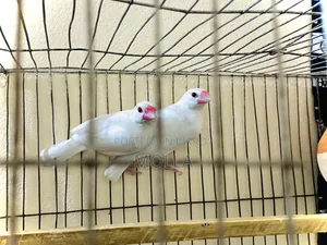 Java White Color