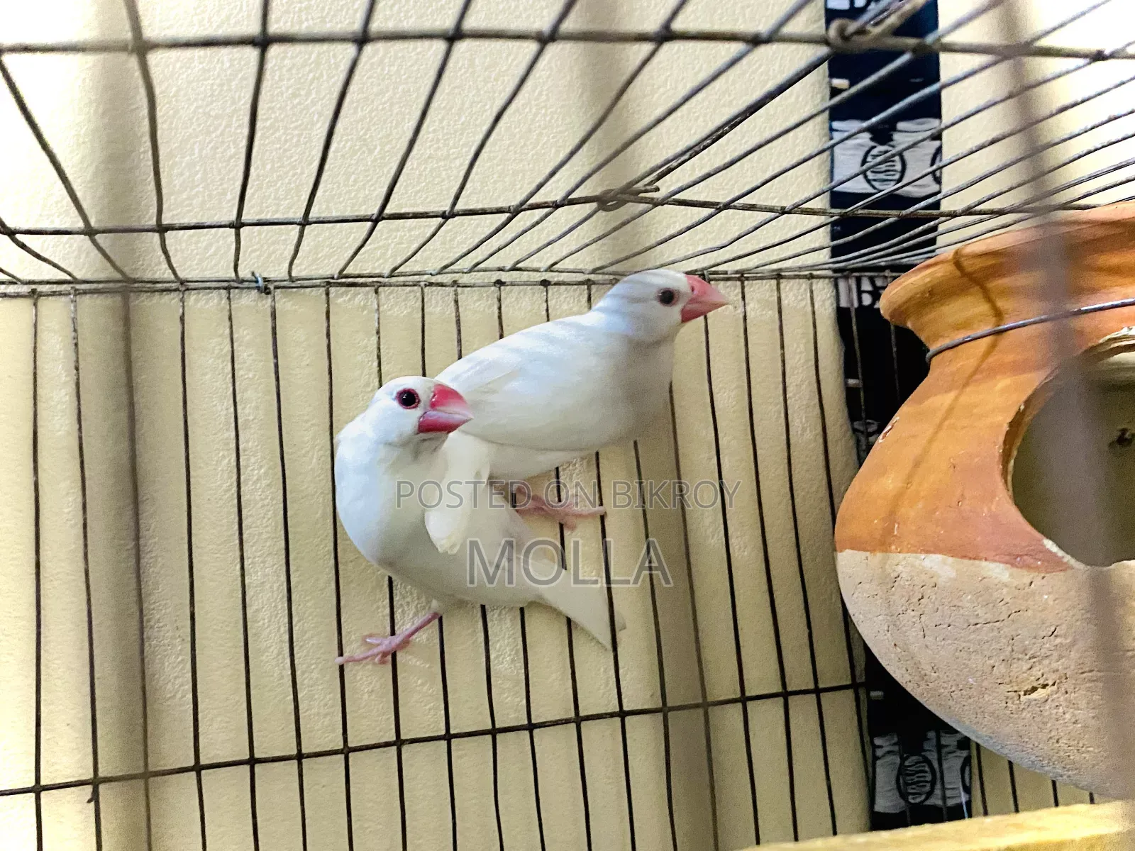 Java White Color