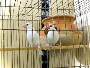 Java White Color