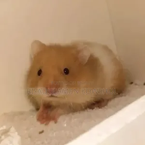 Hamster Low Price 1pair
