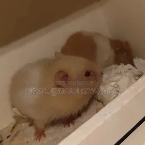 Hamster Low Price 1pair