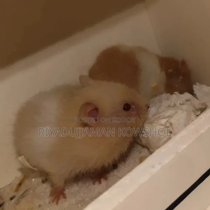Hamster Low Price 1pair