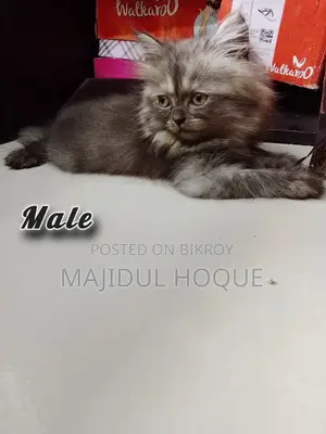 1-3 Months Male Mixed Breed Persian