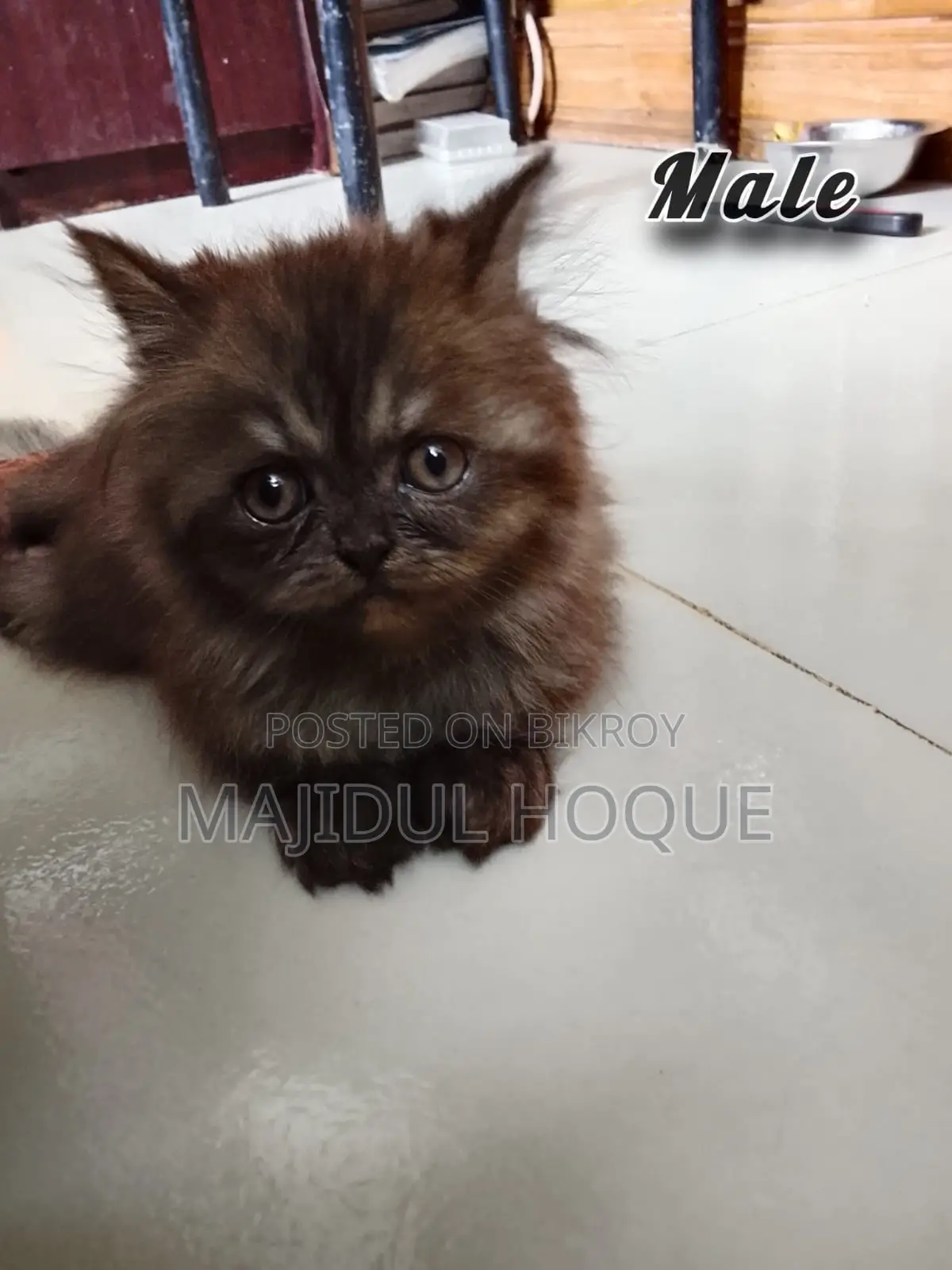 1-3 Months Male Mixed Breed Persian