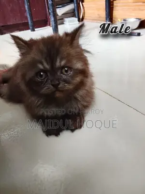 1-3 months Male Mixed Breed Persian