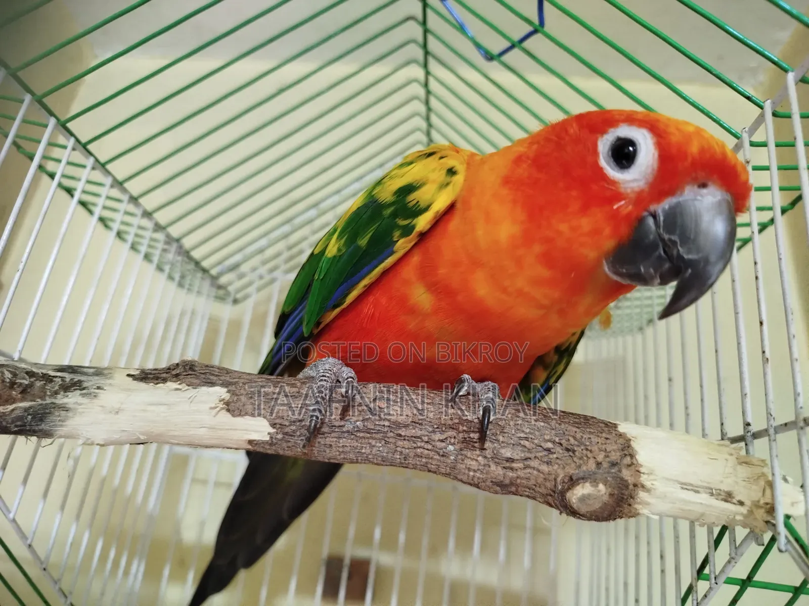 রেড ডমিনেট সান কনুর