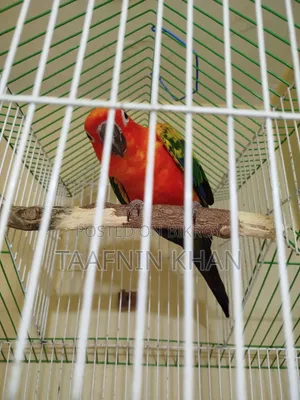 রেড ডমিনেট সান কনুর