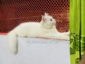 1-3 months Male Purebred Persian