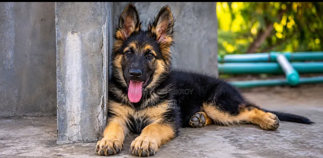 1-3 Months Male Purebred German Shepherd