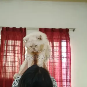 ১+ বছরের মেল পিওরব্রেড পারসিয়ান