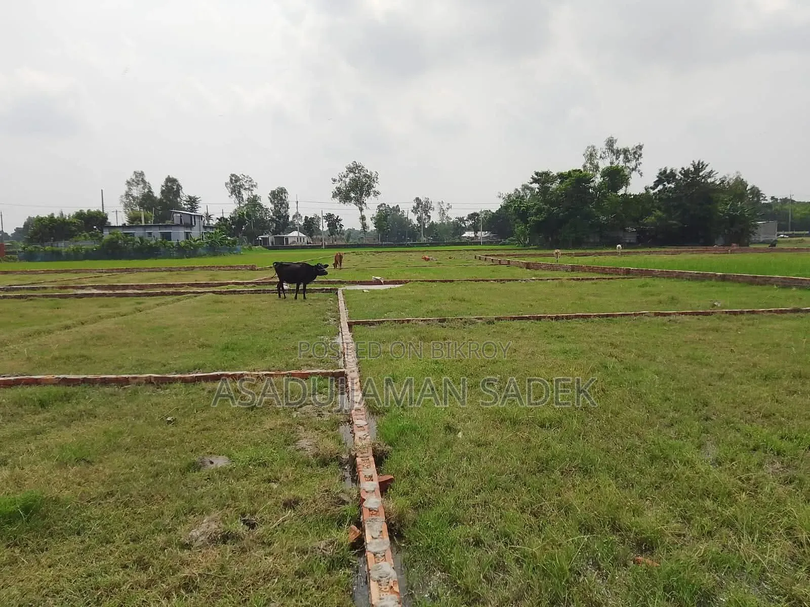 Land for Sale in Bhaluka, Beside Boro Kashor Factory