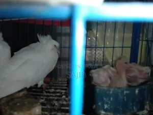 White Bombiya With 2 Baby