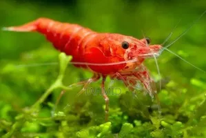 Red Cherry Shrimp