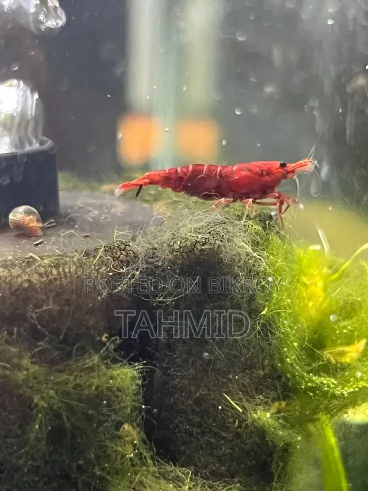 Red Cherry Shrimp