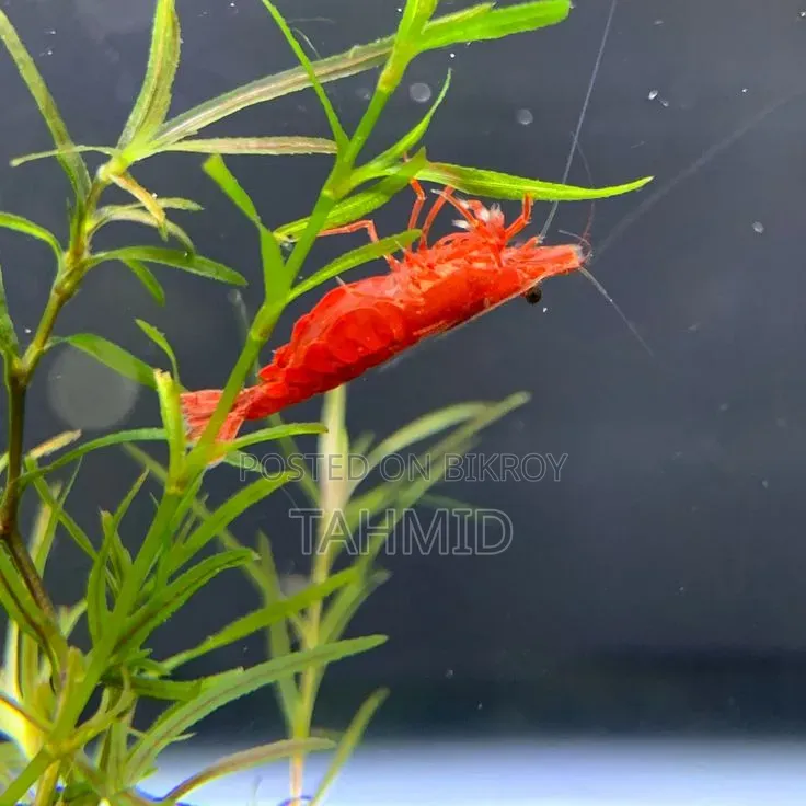 Red Cherry Shrimp