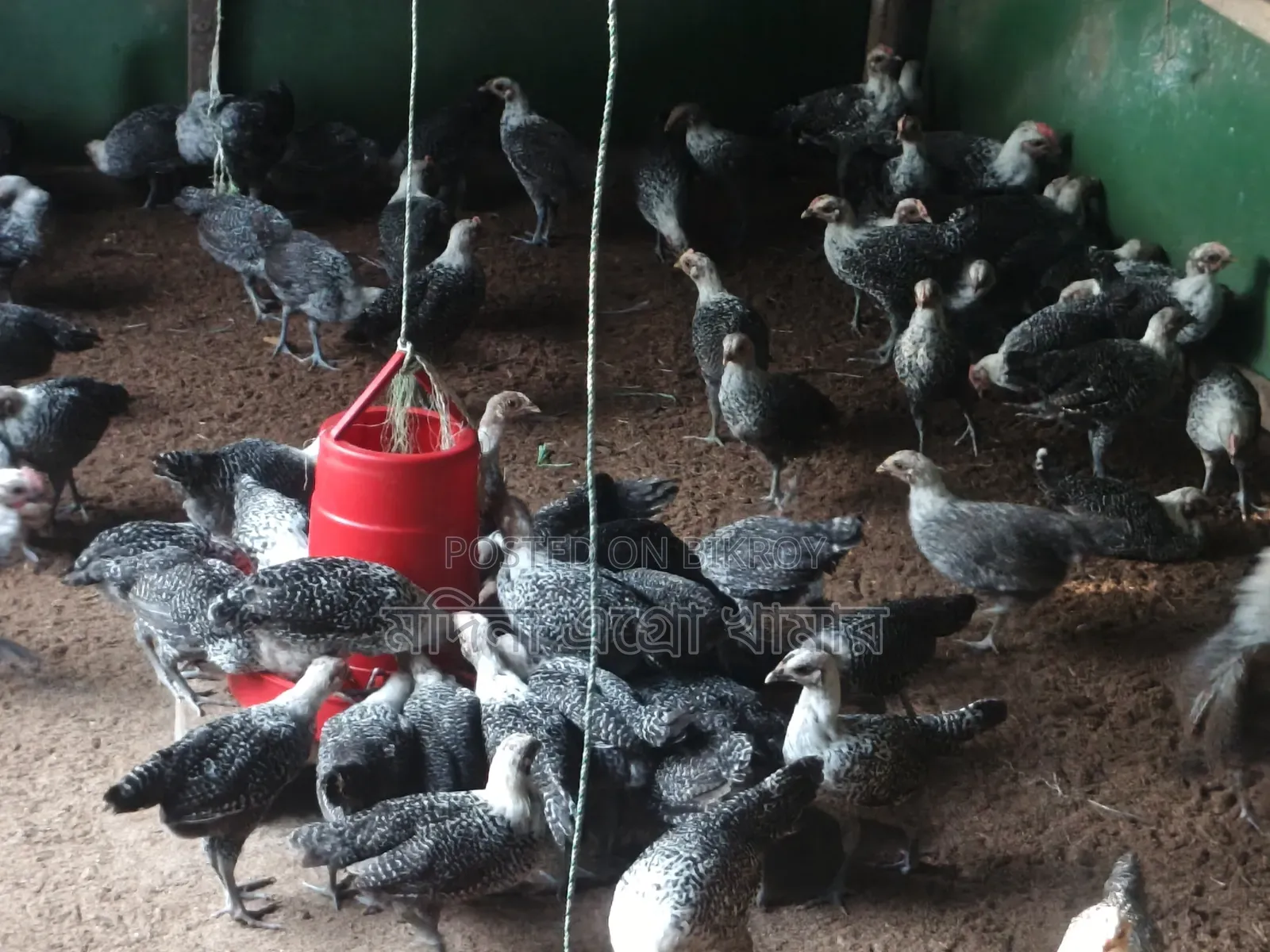 Low Price Chicken Sale Ongoing