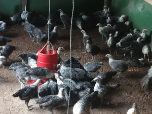 মুরগিগুলো কম দামি বিক্রি চলছে