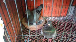 I need some pigeon cages
