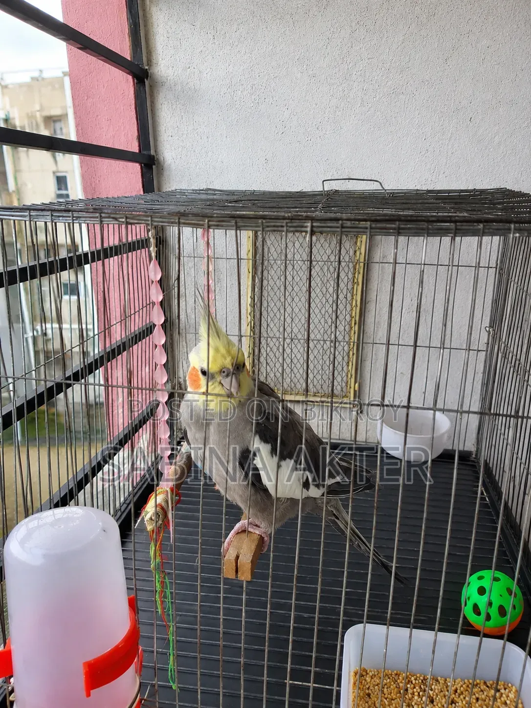 A Tamed Cockatiel Bird for Sale