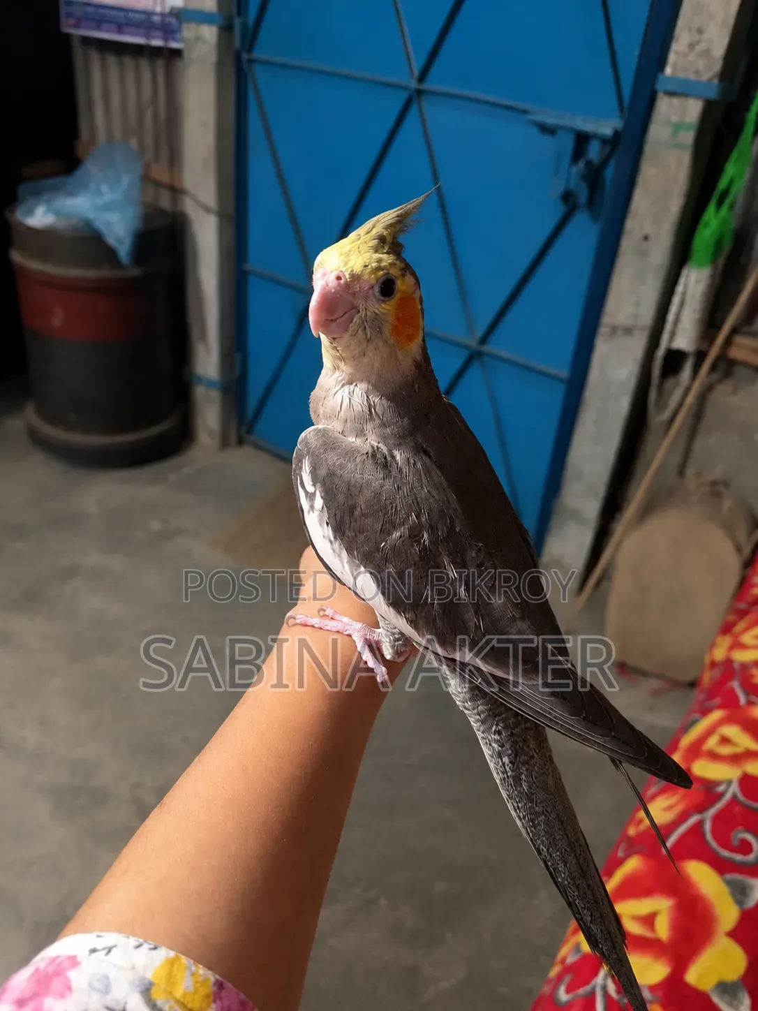 A Tamed Cockatiel Bird for Sale