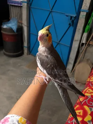 A Tamed Cockatiel Bird for Sale