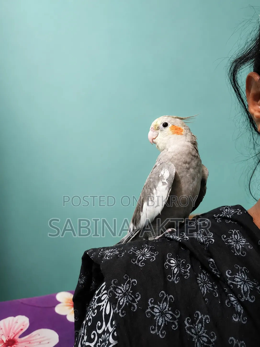 A Tamed Cockatiel Bird for Sale