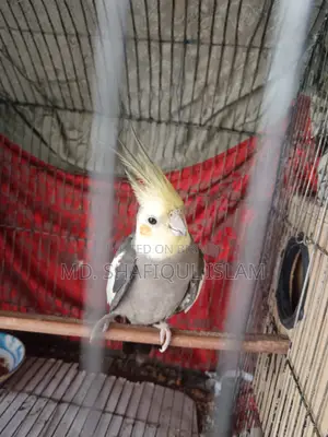 Cockatiel Male Bird