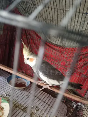 Cockatiel Male Bird