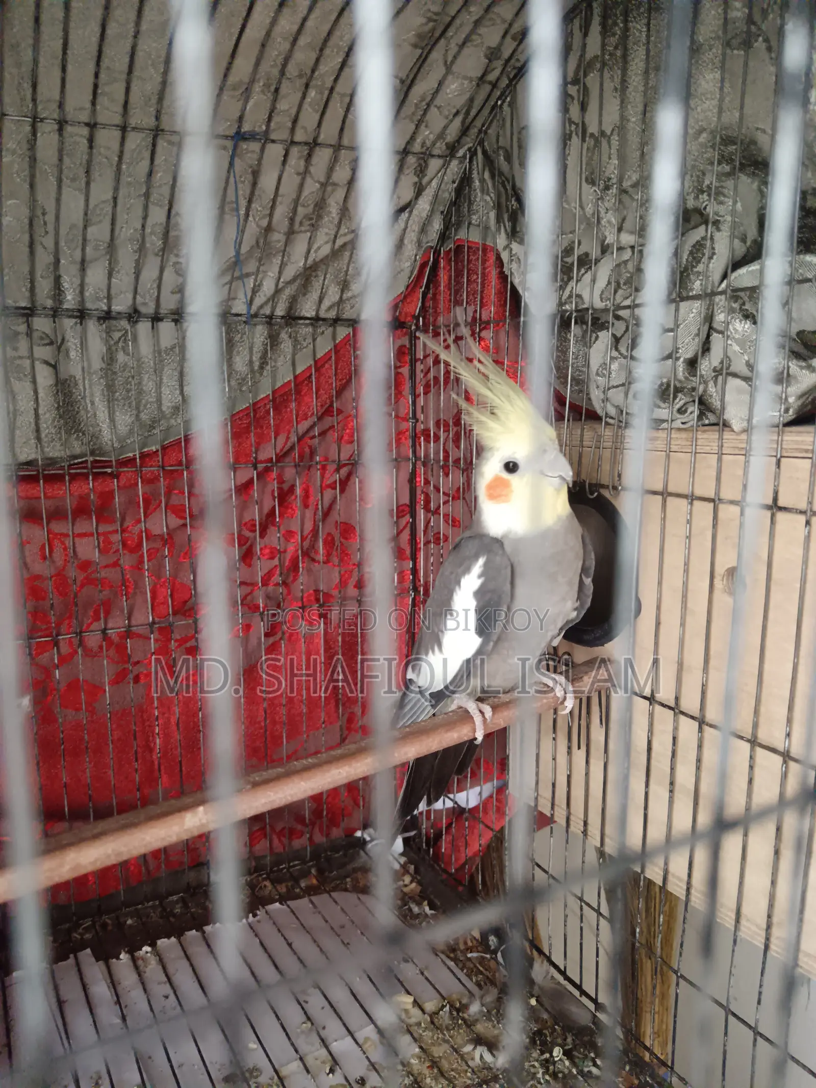 Cockatiel Male Bird