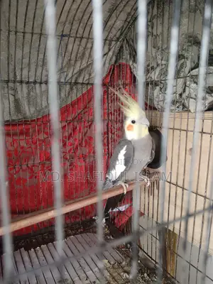 Cockatiel Male Bird