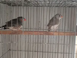 Running Finch
