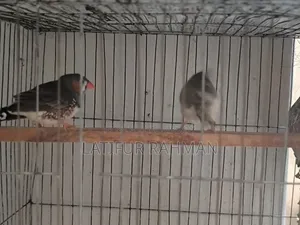 Running Finch
