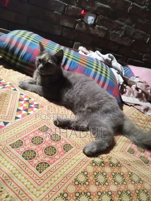 ১+ বছরের ফিমেল পিওরব্রেড পার্সিয়ান