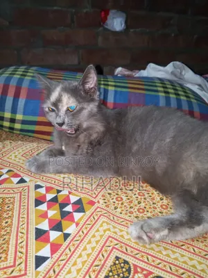 ১+ বছরের ফিমেল পিওরব্রেড পার্সিয়ান