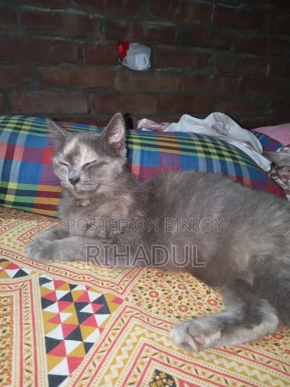 ১+ বছরের ফিমেল পিওরব্রেড পার্সিয়ান