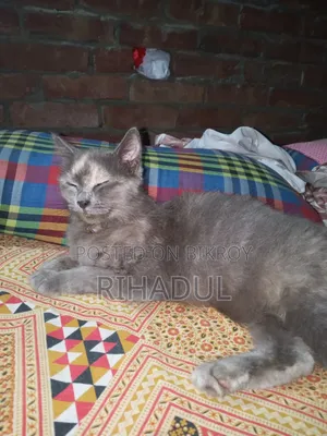 ১+ বছরের ফিমেল পিওরব্রেড পার্সিয়ান