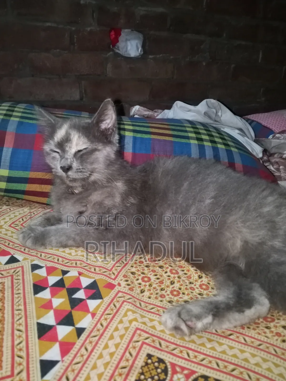 ১+ বছরের ফিমেল পিওরব্রেড পার্সিয়ান