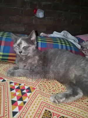 ১+ বছরের ফিমেল পিওরব্রেড পার্সিয়ান