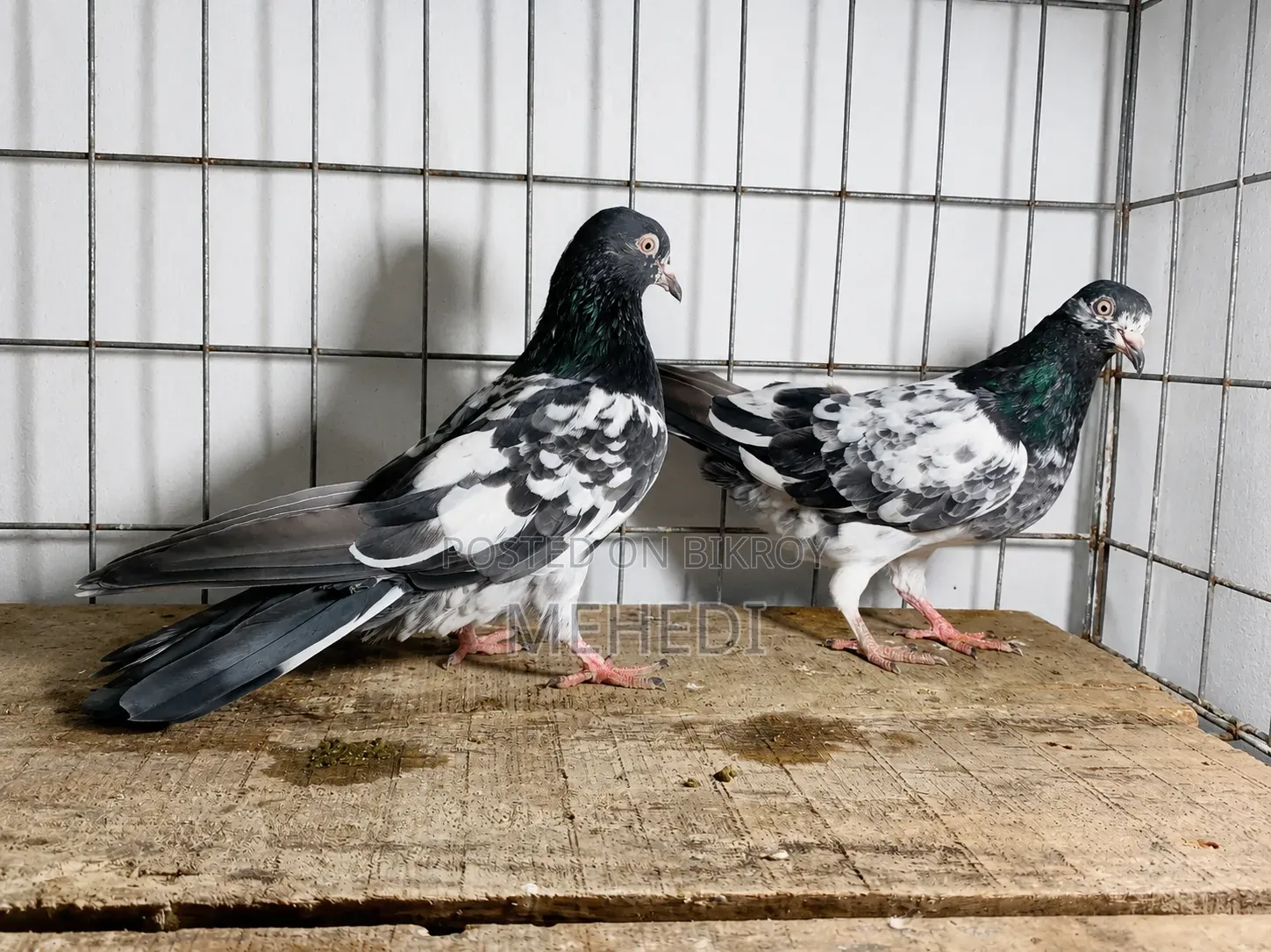 2 Female Pigeons