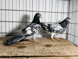 2 Female Pigeons