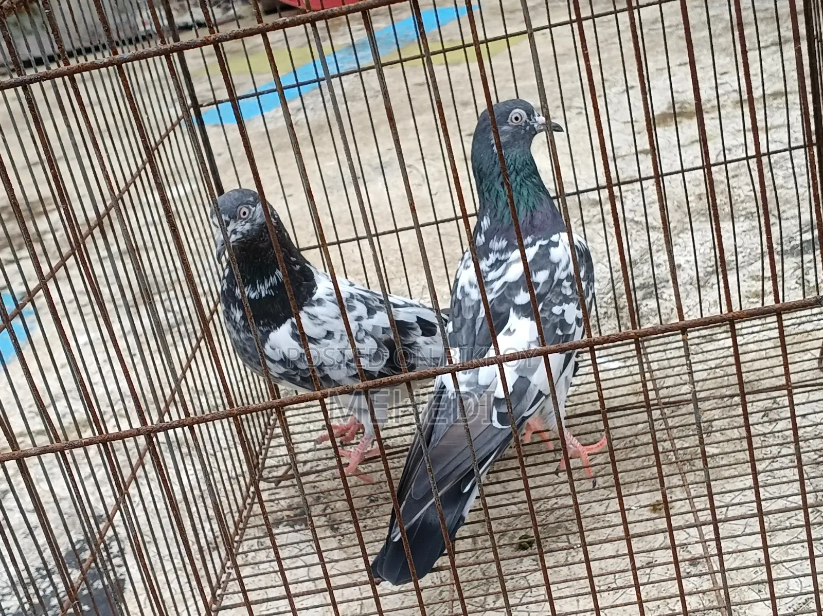 2 Female Pigeons