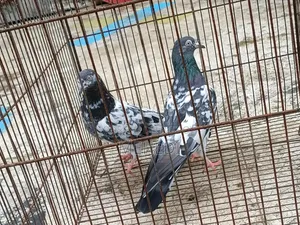 2 Female Pigeons