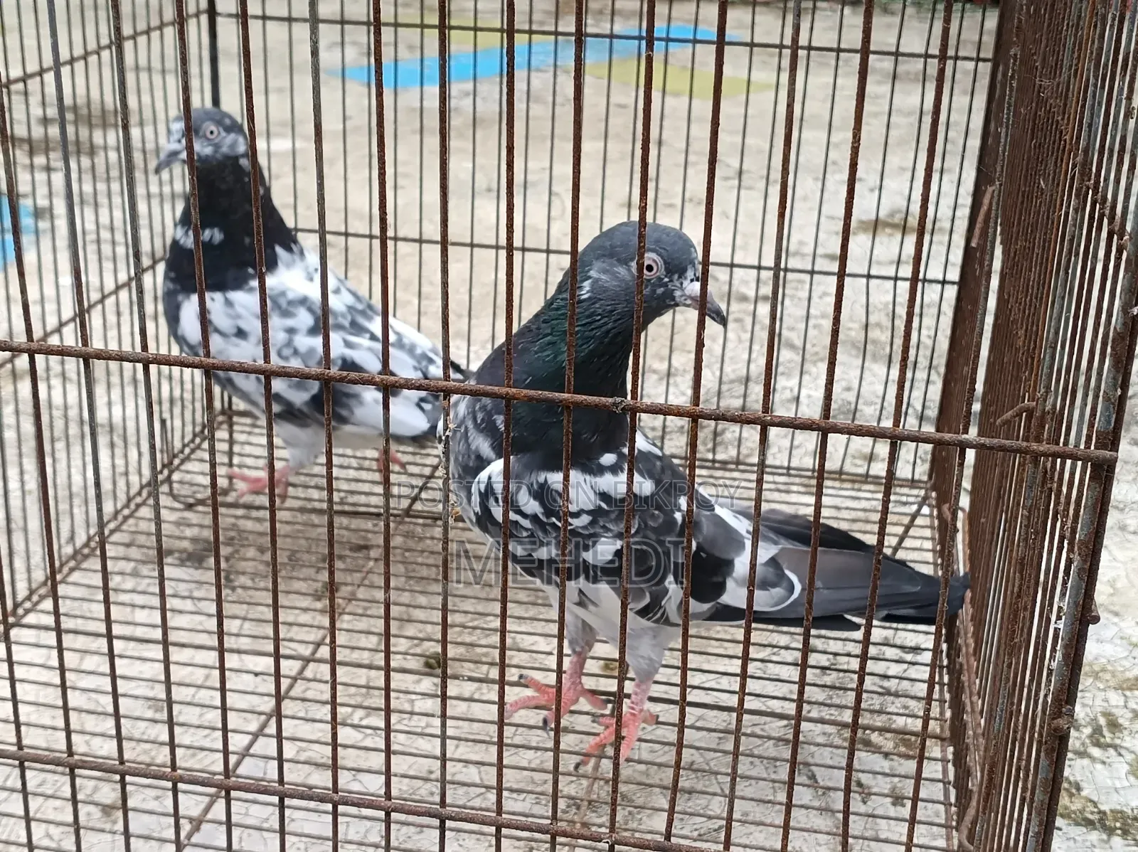 2 Female Pigeons