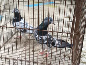 2 Female Pigeons